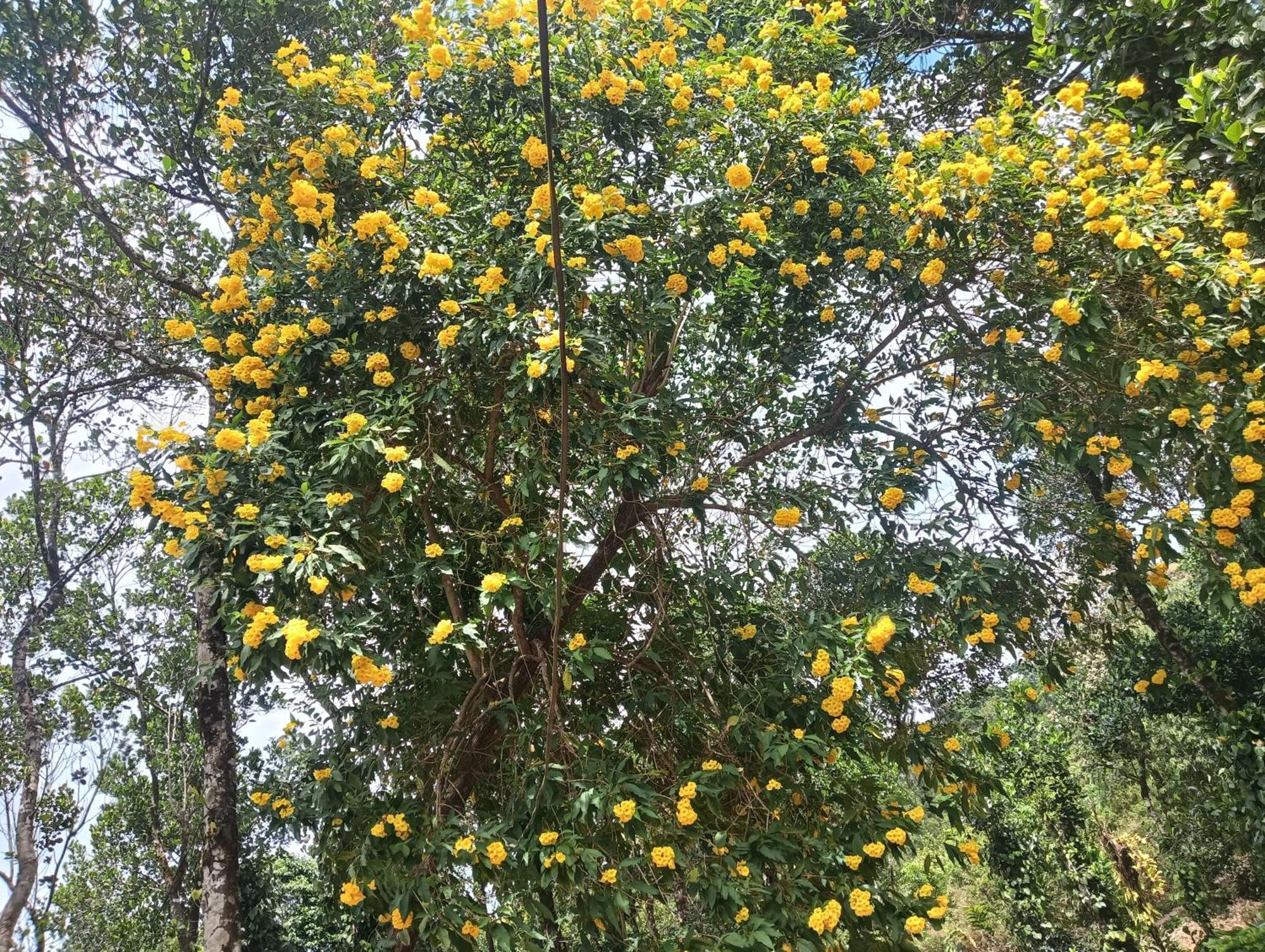 Tharayil Farm Stay Vagamon Rom bilde